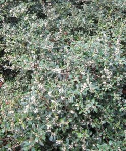 Roots Plants All Shrubs Osmanthus X Burkwoodii 5 Roots Plants All Shrubs Osmanthus X Burkwoodii