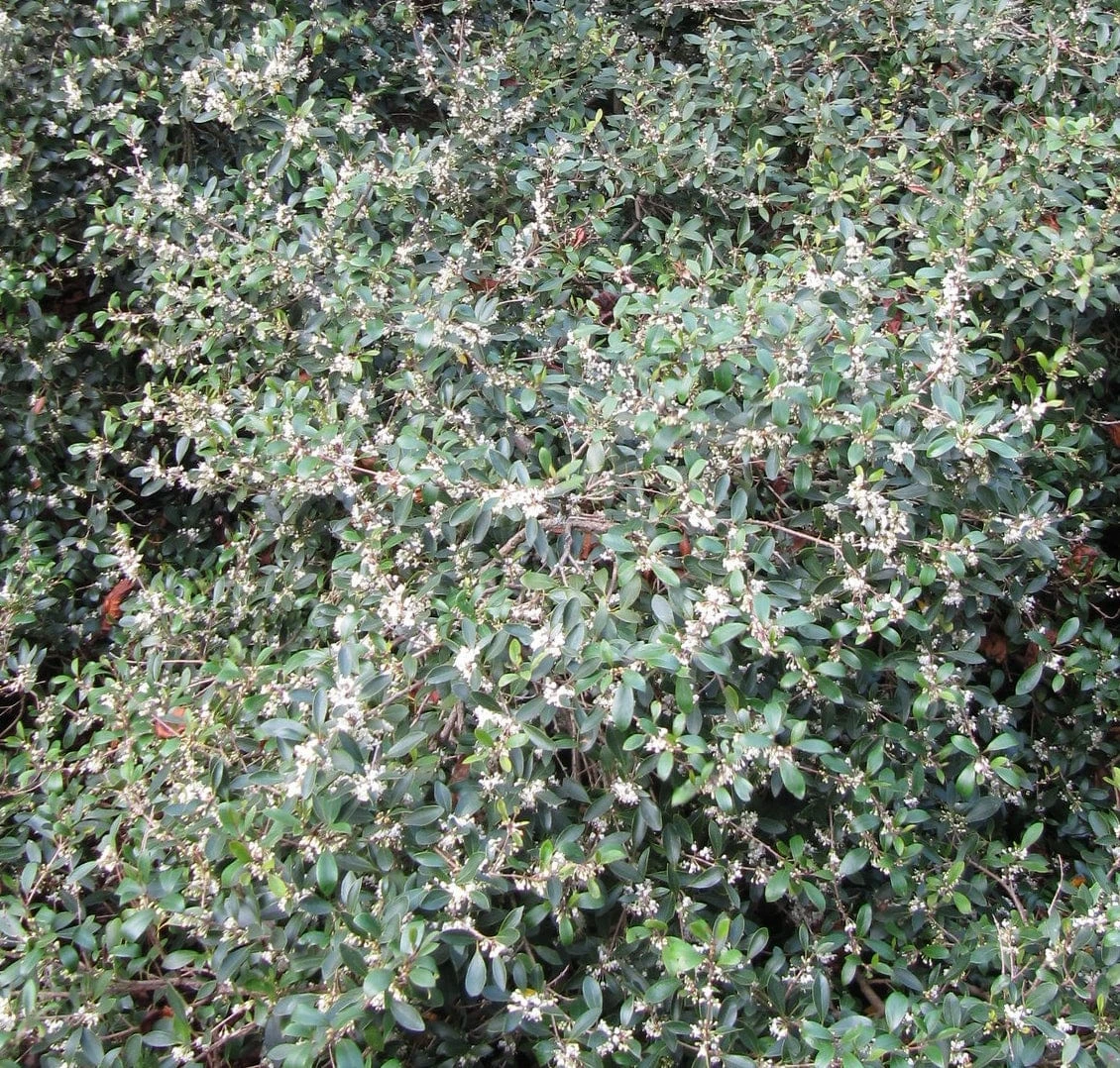 Roots Plants All Shrubs Osmanthus X Burkwoodii Roots Plants All Shrubs Osmanthus X Burkwoodii