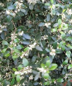 Roots Plants All Shrubs Osmanthus X Burkwoodii 6 Roots Plants All Shrubs Osmanthus X Burkwoodii