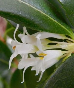 Roots Plants All Shrubs Osmanthus X Burkwoodii 7 Roots Plants All Shrubs Osmanthus X Burkwoodii