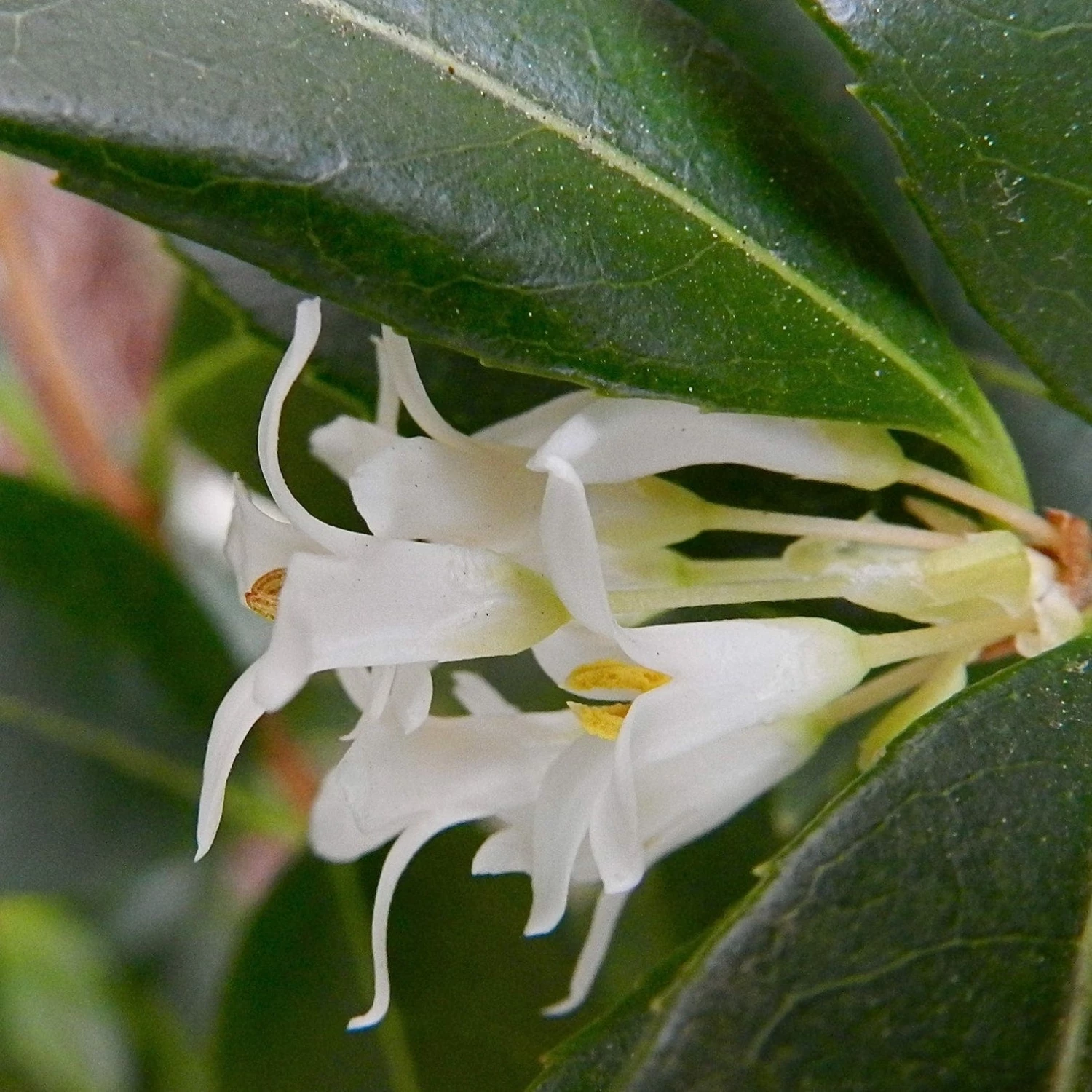Roots Plants All Shrubs Osmanthus X Burkwoodii Roots Plants All Shrubs Osmanthus X Burkwoodii
