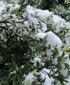 Roots Plants All Shrubs Osmanthus X Burkwoodii 8 Roots Plants All Shrubs Osmanthus X Burkwoodii