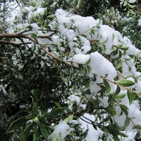 Roots Plants All Shrubs Osmanthus X Burkwoodii Roots Plants All Shrubs Osmanthus X Burkwoodii