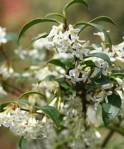 Roots Plants All Shrubs Osmanthus X Burkwoodii 9 Roots Plants All Shrubs Osmanthus X Burkwoodii