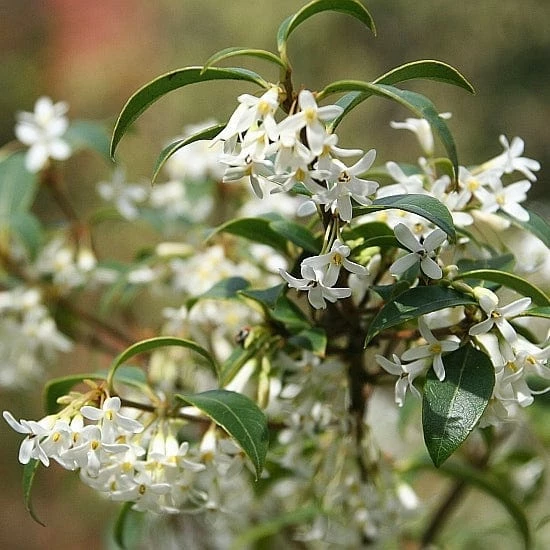 Roots Plants All Shrubs Osmanthus X Burkwoodii Roots Plants All Shrubs Osmanthus X Burkwoodii