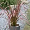 Roots Plants Phormium Evening Glow All Shrubs
