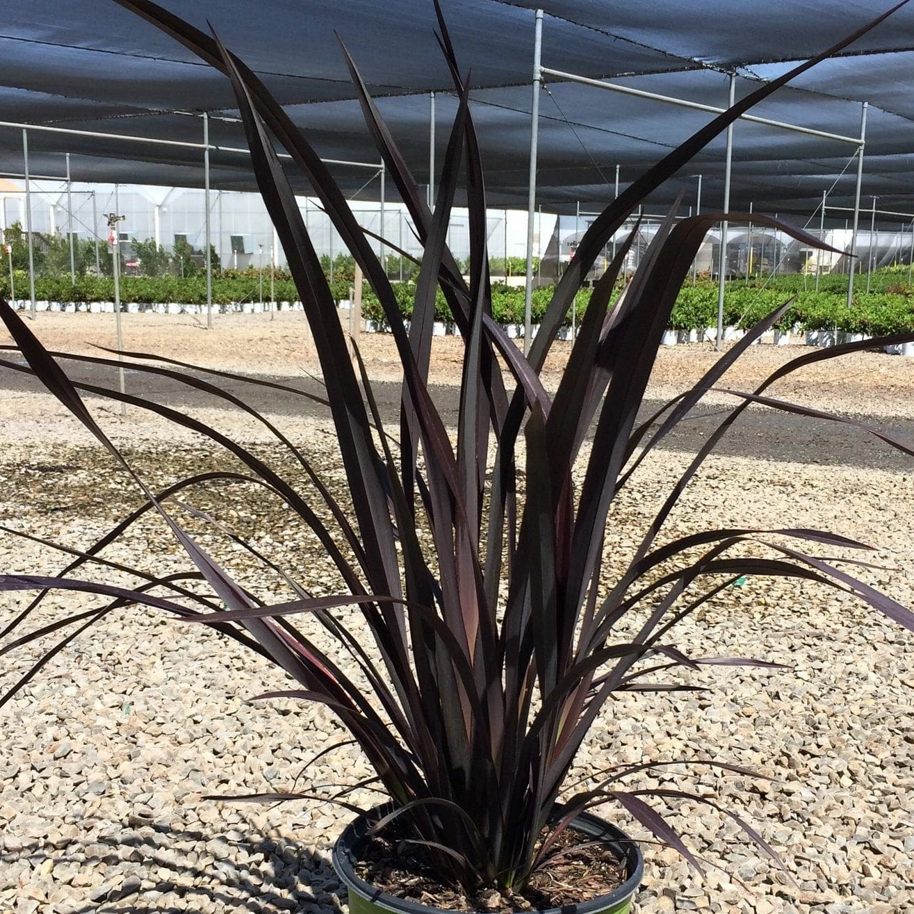 Roots Plants Phormium Platts Black All Shrubs Roots Plants Phormium Platts Black All Shrubs