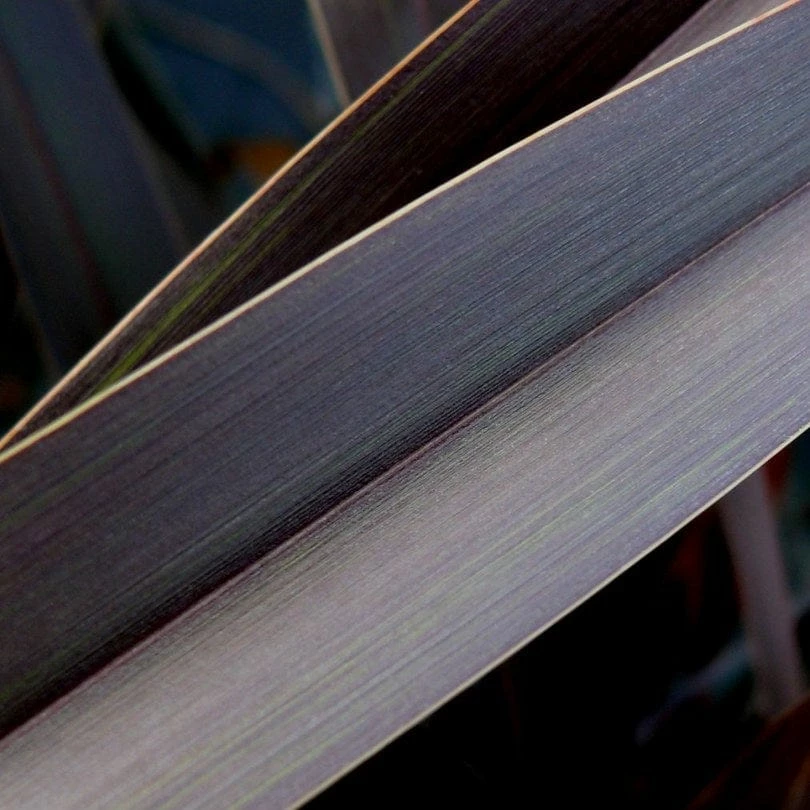 Roots Plants Phormium Platts Black All Shrubs Roots Plants Phormium Platts Black All Shrubs