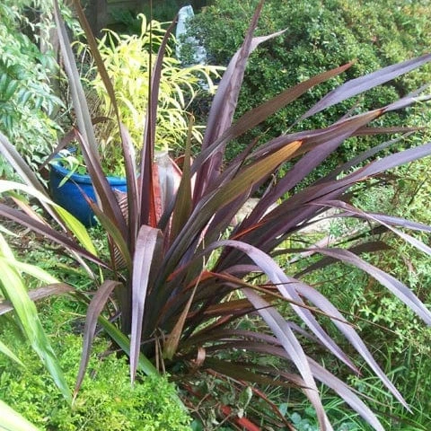 Roots Plants Phormium Platts Black All Shrubs Roots Plants Phormium Platts Black All Shrubs