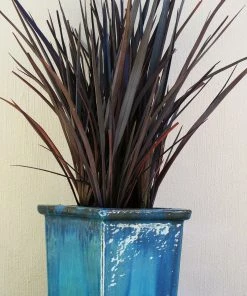 Roots Plants Phormium Platts Black All Shrubs 6 Roots Plants Phormium Platts Black All Shrubs