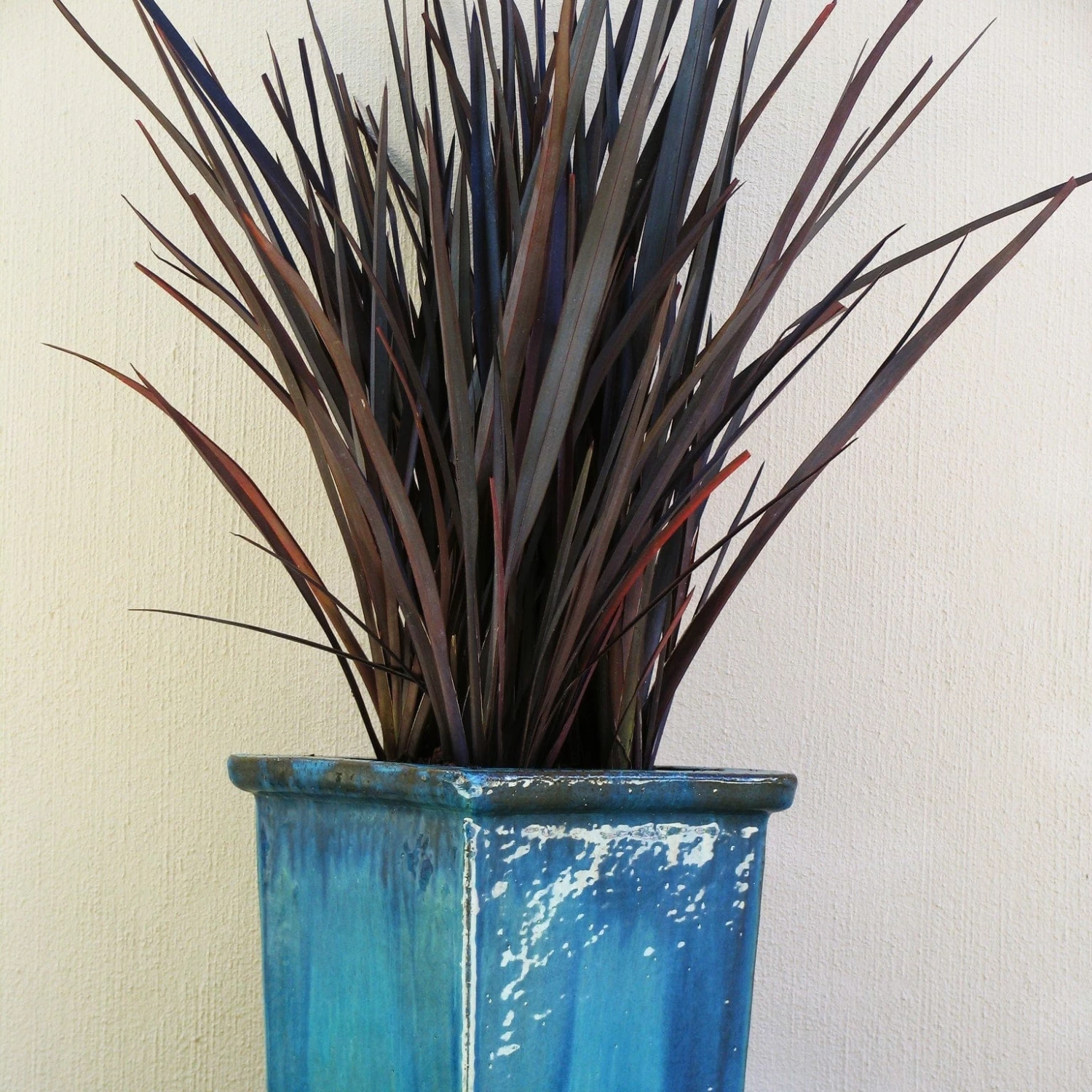 Roots Plants Phormium Platts Black All Shrubs Roots Plants Phormium Platts Black All Shrubs