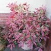 Roots Plants Photinia Pink Marble