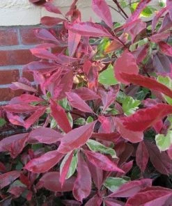 Roots Plants Photinia Pink Marble
