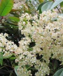 Roots Plants Hydrangea Best Flowering Shrubs