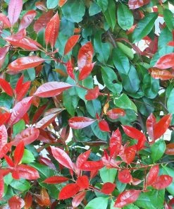 Roots Plants Photinia Red Robin All Shrubs