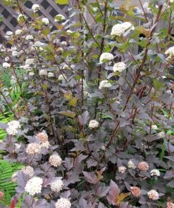 Roots Plants Physocarpus Diabolo