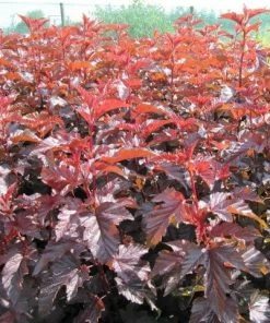 Roots Plants Physocarpus Diabolo