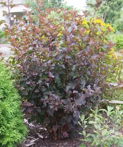 Roots Plants Physocarpus Diabolo