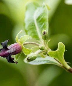 Roots Plants Pittosporum Golden Ball