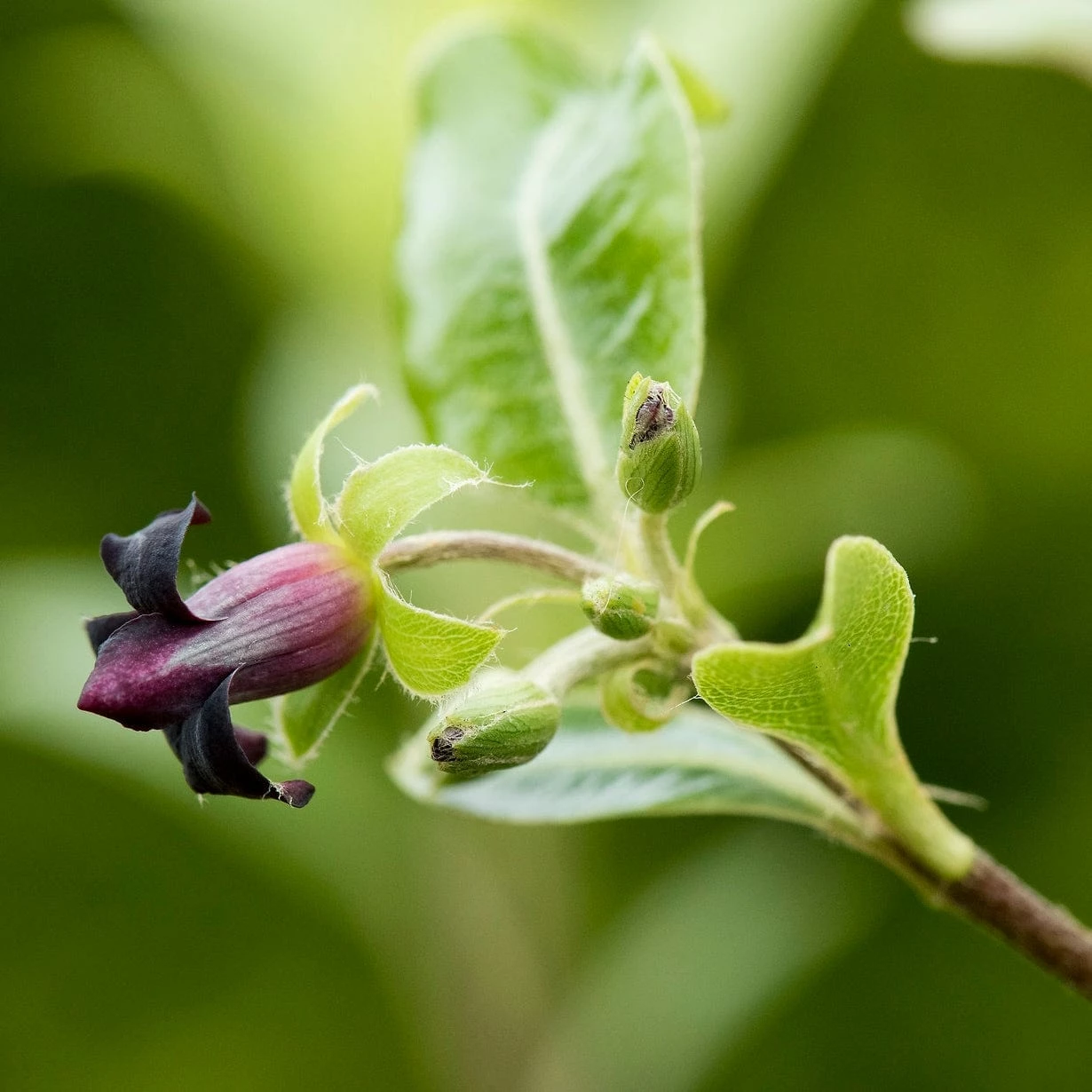 Roots Plants Pittosporum Golden Ball Roots Plants Pittosporum Golden Ball
