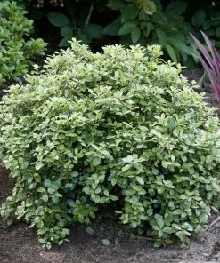 Roots Plants Pittosporum Silver Ball 3 Roots Plants Pittosporum Silver Ball