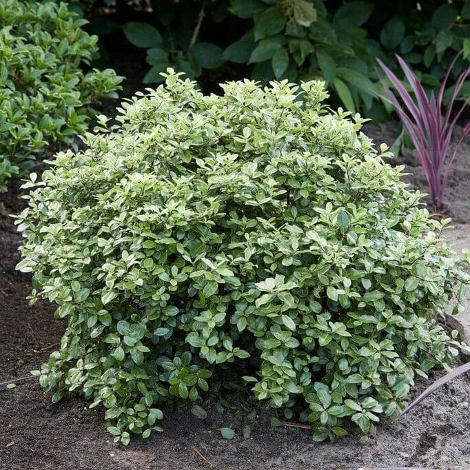 Roots Plants Pittosporum Silver Ball Roots Plants Pittosporum Silver Ball
