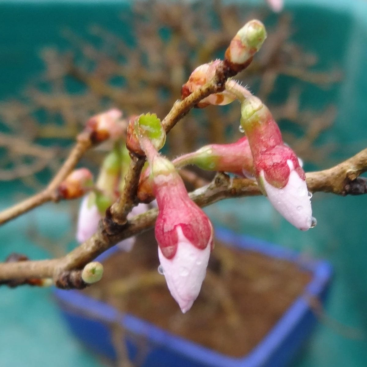 Roots Plants Prunus Kojo-no-mai Roots Plants Prunus Kojo-no-mai