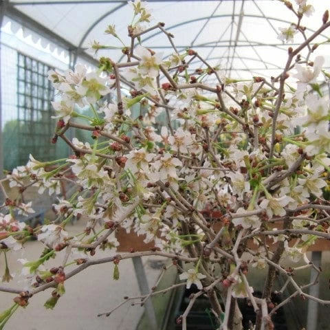 Roots Plants Prunus Kojo-no-mai Roots Plants Prunus Kojo-no-mai