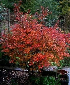 Roots Plants Prunus Kojo-no-mai 6 Roots Plants Prunus Kojo-no-mai