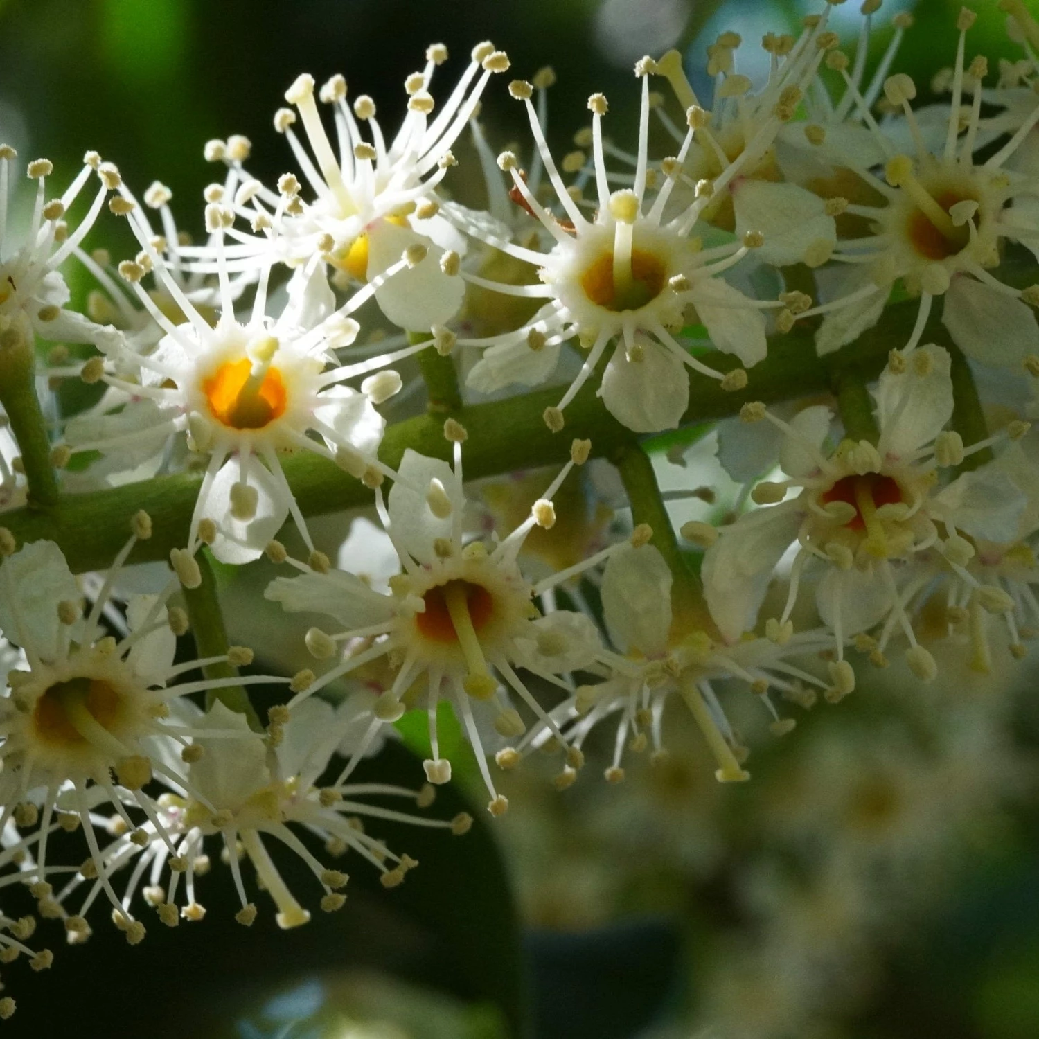 Roots Plants Prunus Lusitanica Angustifolia Roots Plants Prunus Lusitanica Angustifolia