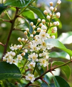 Roots Plants Prunus Lusitanica Angustifolia 4 Roots Plants Prunus Lusitanica Angustifolia