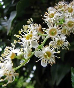 Roots Plants Prunus Lusitanica Angustifolia 5 Roots Plants Prunus Lusitanica Angustifolia