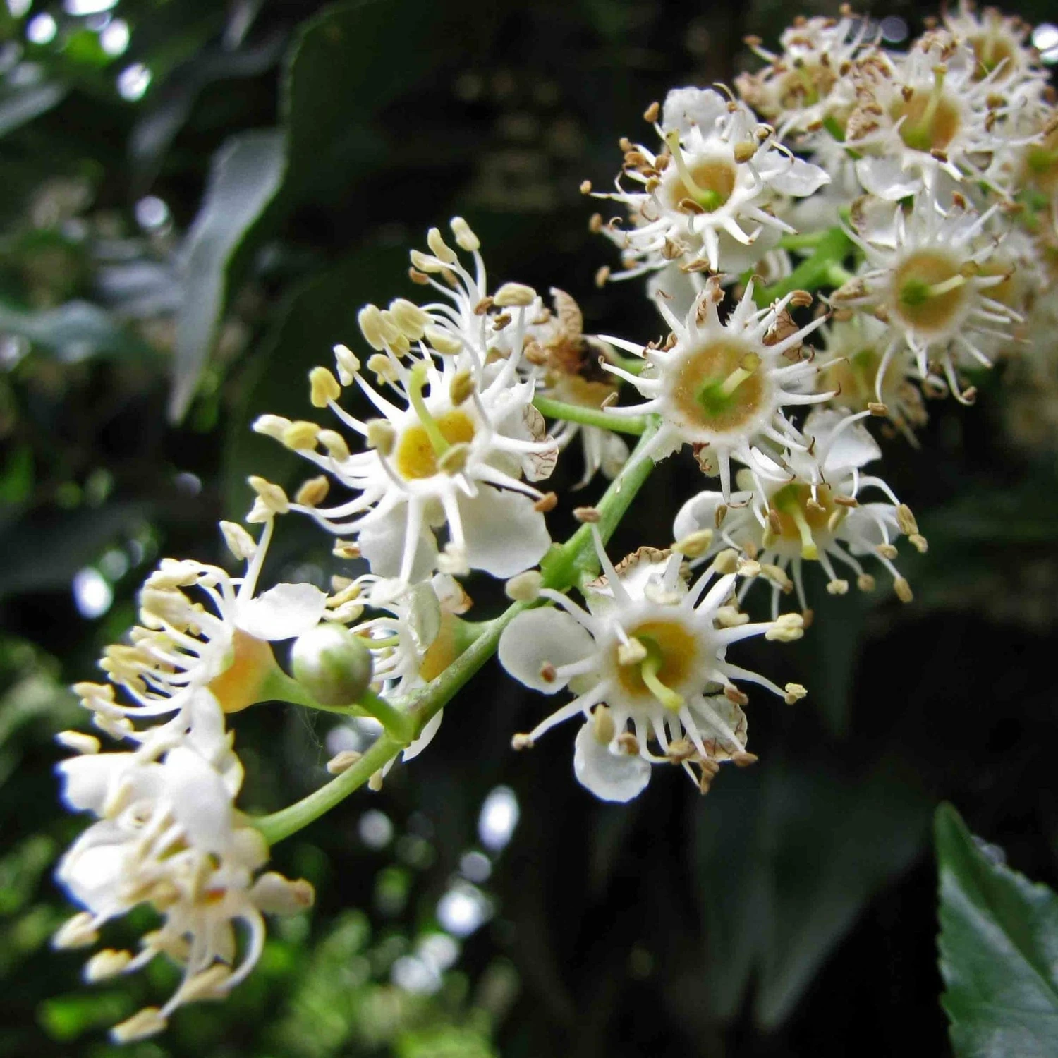 Roots Plants Prunus Lusitanica Angustifolia Roots Plants Prunus Lusitanica Angustifolia