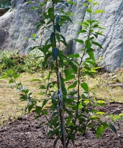Roots Plants Prunus Lusitanica Angustifolia 6 Roots Plants Prunus Lusitanica Angustifolia