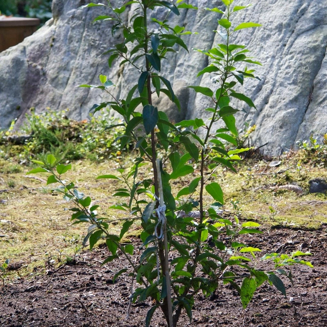 Roots Plants Prunus Lusitanica Angustifolia Roots Plants Prunus Lusitanica Angustifolia