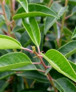 Roots Plants Prunus Lusitanica Angustifolia 7 Roots Plants Prunus Lusitanica Angustifolia