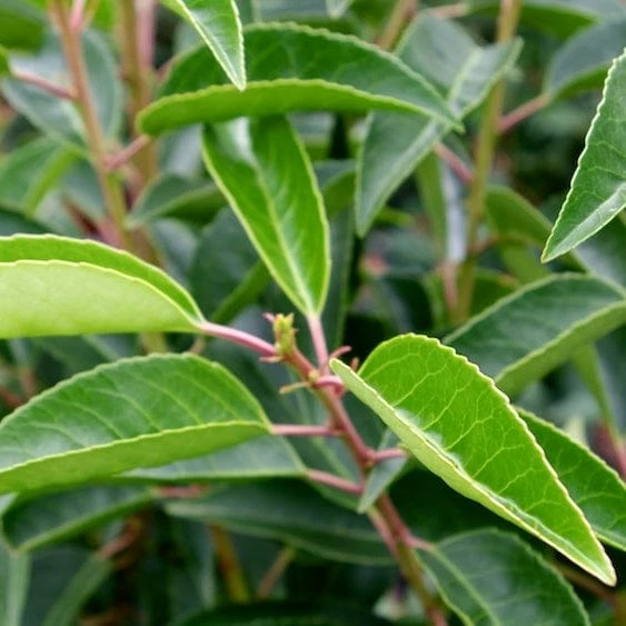 Roots Plants Prunus Lusitanica Angustifolia Roots Plants Prunus Lusitanica Angustifolia