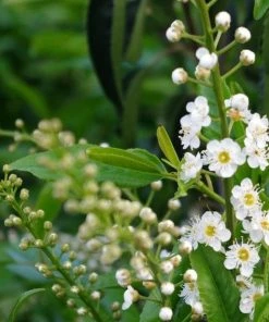 Roots Plants Prunus Lusitanica Angustifolia 8 Roots Plants Prunus Lusitanica Angustifolia