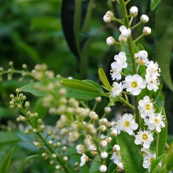 Roots Plants Prunus Lusitanica Angustifolia Roots Plants Prunus Lusitanica Angustifolia