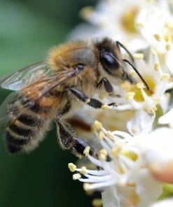 Roots Plants Prunus Lusitanica Angustifolia 9 Roots Plants Prunus Lusitanica Angustifolia