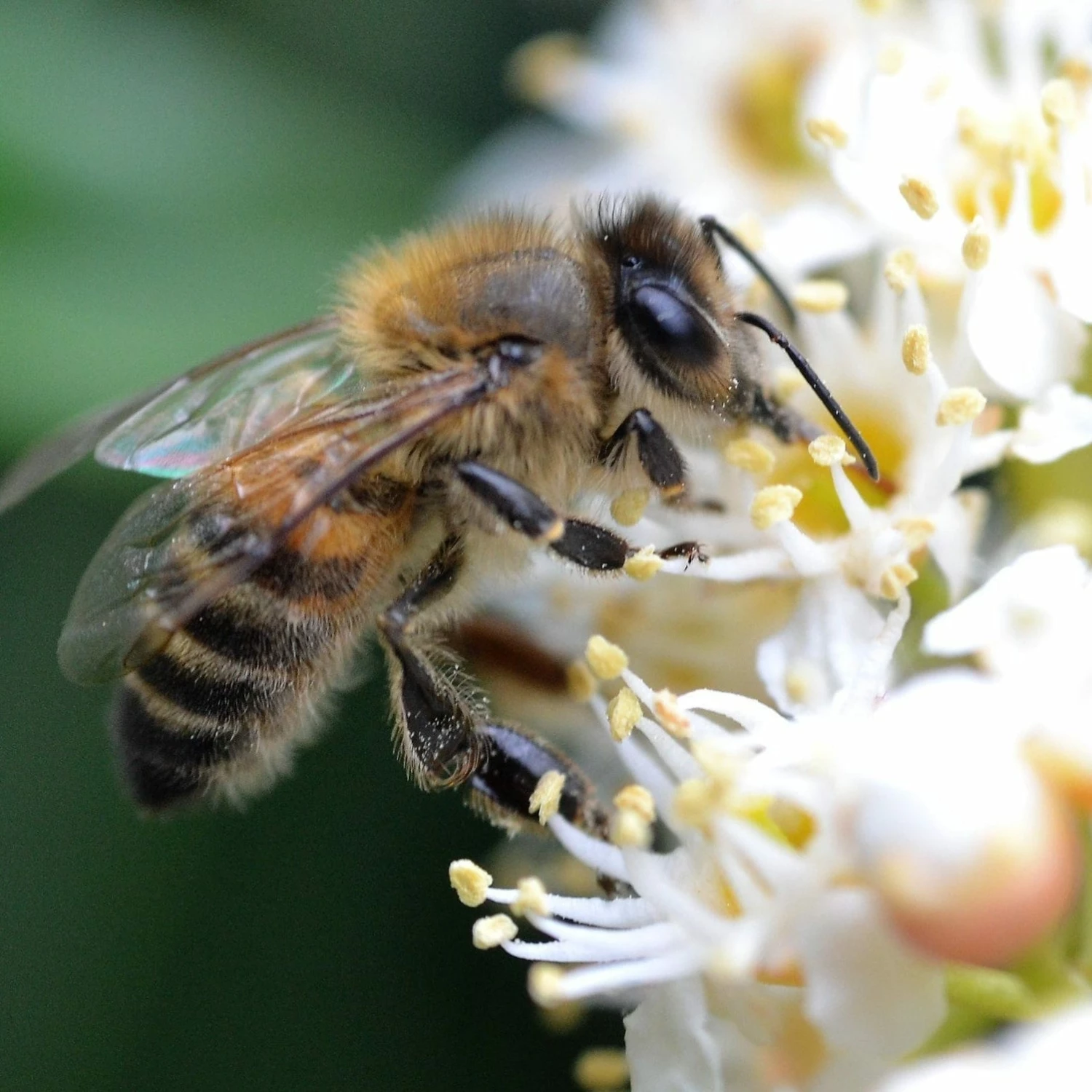 Roots Plants Prunus Lusitanica Angustifolia Roots Plants Prunus Lusitanica Angustifolia
