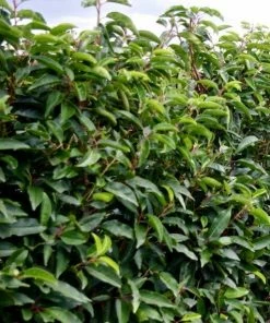 Roots Plants Prunus Lusitanica Angustifolia 10 Roots Plants Prunus Lusitanica Angustifolia