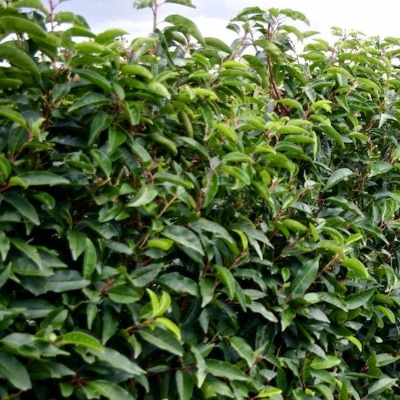 Roots Plants Prunus Lusitanica Angustifolia Roots Plants Prunus Lusitanica Angustifolia