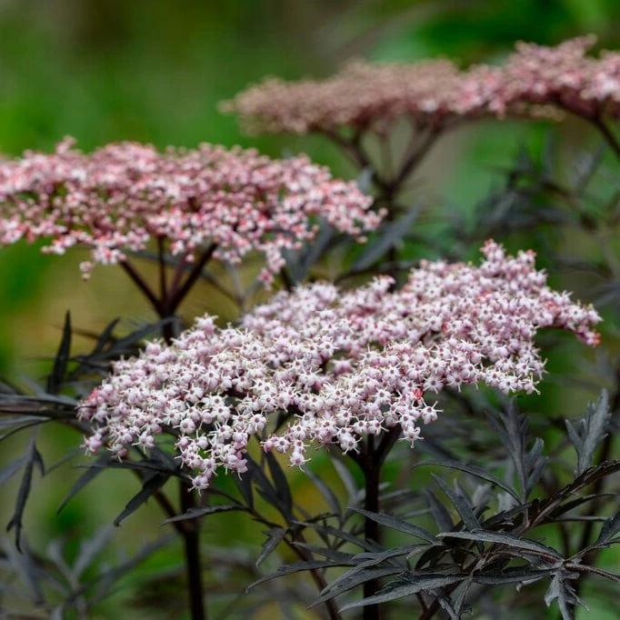 Roots Plants All Shrubs Black Elderberry | Sambucus Black Lace Roots Plants All Shrubs Black Elderberry | Sambucus Black Lace