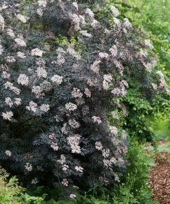 Roots Plants All Shrubs Black Elderberry | Sambucus Black Lace