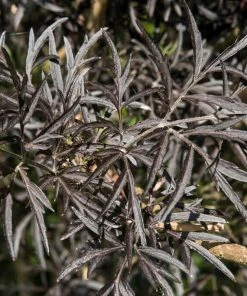 Roots Plants All Shrubs Black Elderberry | Sambucus Black Lace 4 Roots Plants All Shrubs Black Elderberry | Sambucus Black Lace