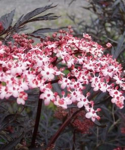 Roots Plants All Shrubs Black Elderberry | Sambucus Black Lace 5 Roots Plants All Shrubs Black Elderberry | Sambucus Black Lace