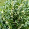 Roots Plants All Shrubs Sweet Box | Sarcococca Confusa