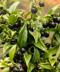 Roots Plants All Shrubs Sweet Box | Sarcococca Confusa
