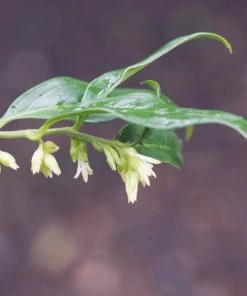 Roots Plants All Shrubs Sweet Box | Sarcococca Confusa
